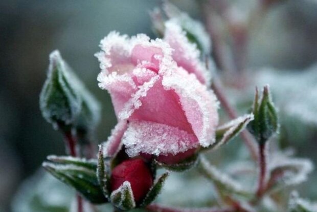 Троянди у снігу, фото: youtube.com