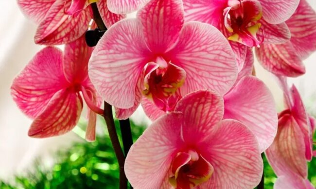 Такой красоты у вас еще не было: названо удобрение, благодаря которому орхидеи будут цвести в два раза пышнее