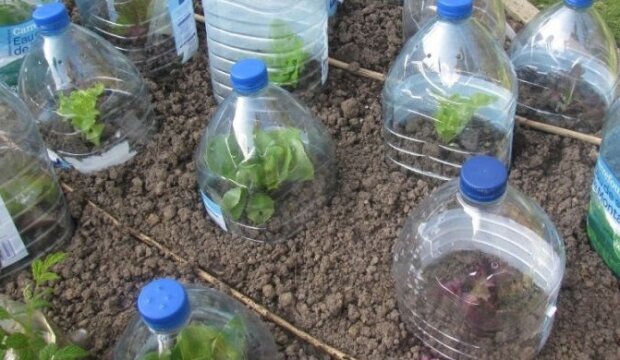 Вирощування овочів під пляшкою, фото: youtube.com