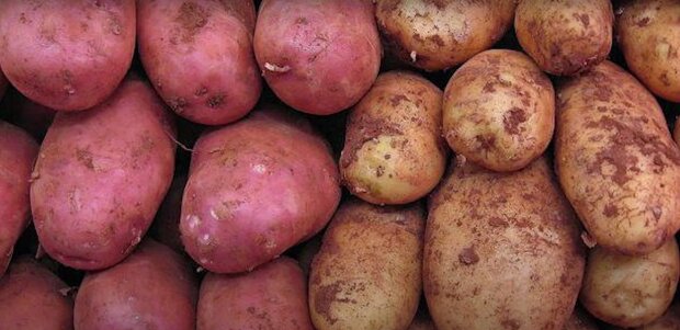 Многие и не догадывались: чем отличается желтая картошка от белой и красной