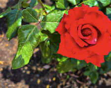 Відповідних компаньйонів для троянд небагато, фото: youtube.com