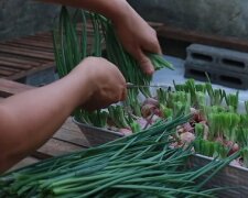 Выращивание лука дома, фото: youtube.com