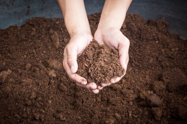 Обов'язково зробіть це на городі: як відновити ґрунт на тому місці, де росли помідори