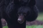 Украинский медведь, контуженный на Востоке, фото: youtube.com