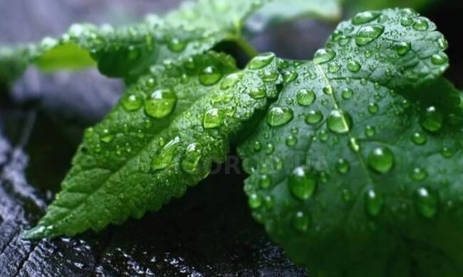 Выращивание мелиссы на подоконнике, фото: youtube.com