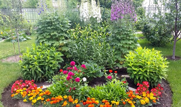 Цветы для клумбы, сада и балкона: о том, как увлечение стало семейным бизнесом. Парнёрский материал