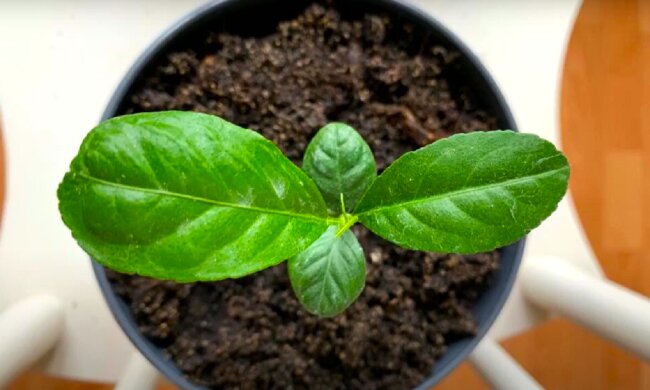 Розсада. Фото: YouTube