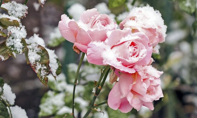 Цветение роз до заморозков, фото: youtube.com