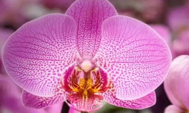 Метод "двох тижнів": що потрібно зробити, щоб орхідея пишно цвіла весь рік
