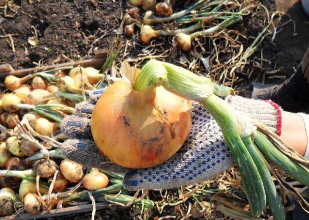 Виросте великим і солодким: де на городі потрібно посадити цибулю, щоб урожай був щедрим