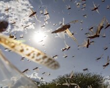 Навала "бойових" комарів, фото: youtube.com