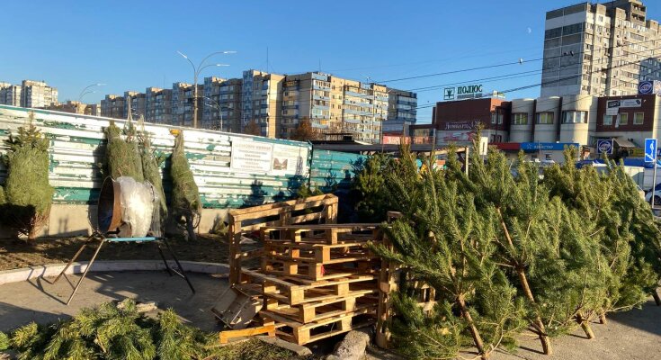 Елки, фото: hyser.com.ua