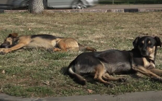 Собаки. Фото: скриншот YouTube-видео