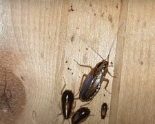 Табун усатых насекомых в Крыму. В Симферополе нашествие тараканов напугало студентов общежития