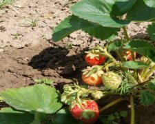 Полуниця, зображення з вільних джерел