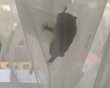 Летучая мышь, фото из соцсетей