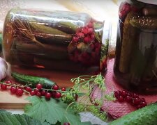 Огурцы со смородиной на зиму
