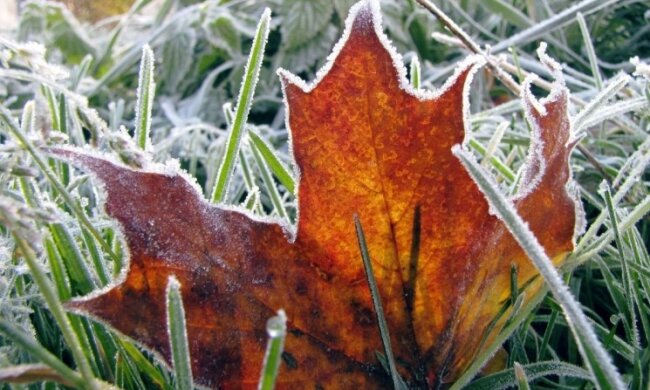 Резкое похолодание: температура опустится до нуля. Замерзнут огороды и дома