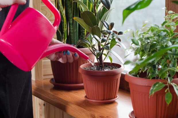 Чтобы к весне вазоны на подоконнике не засохли: как зимой защитить комнатные растения от скрытых вредителей