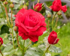Як підготувати дачні троянди навесні, щоб вони розкішно цвіли