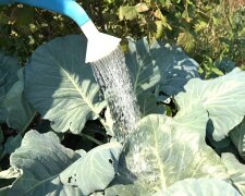 Чем нужно полить капусту, чтобы она была плотная и сладкая - не все огородники об этом знают