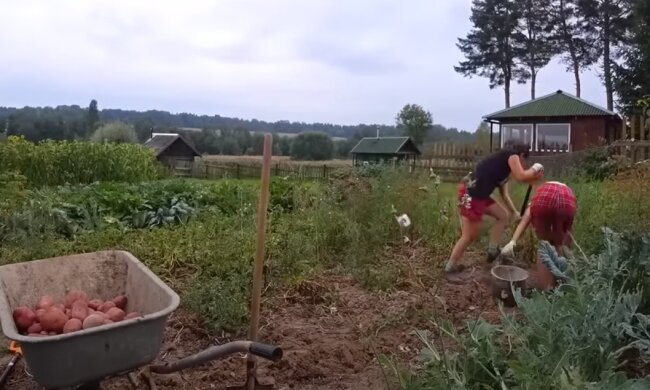 Урожай картоплі: скрін з відео