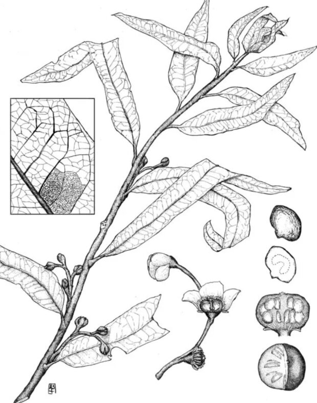 Эконструкция Othniophyton elongatum от палеохудожника. (Манчестер и др., Annals of Botany, 2024)