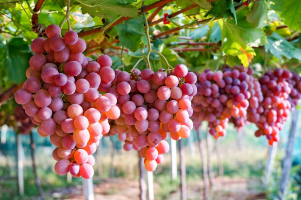 Вистачить і на вино, і на консервацію: що треба посадити під виноградом для потужного врожаю