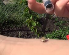 Клещи атакуют: Голубовская подсказала, как обезопасить себя и детей