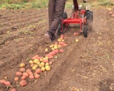 Когда начинать копать картошку: лучшие дни в августе и сентябре по лунному календарю