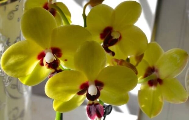 Як правильно пересадити орхідею, щоб вона ще краще цвіла і не засихала