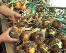 Урожай цибулі