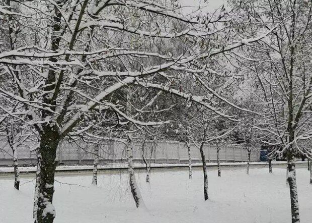 Дерева, зима, кадр з відео