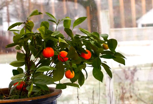 Как в домашних условиях вырастить мандарин из косточки. Фото: YouTube