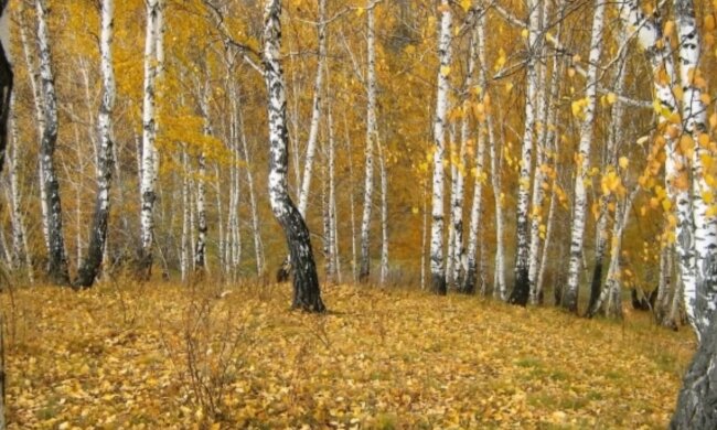 Погода в Украине. Фото: YouTube