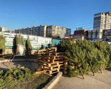 Ялинки, фото: hyser.com.ua