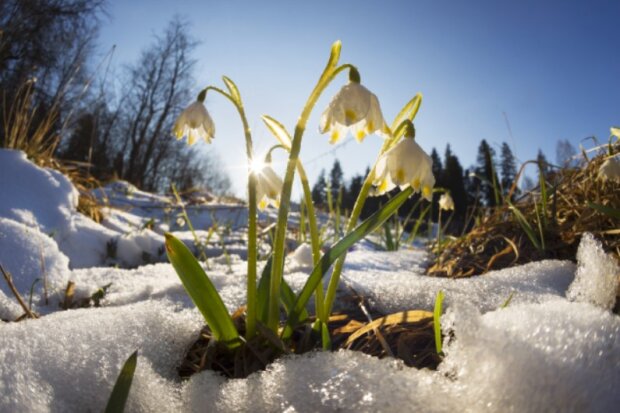 Це вже якась дуже рання весна: синоптик розповів про серйозне потепління