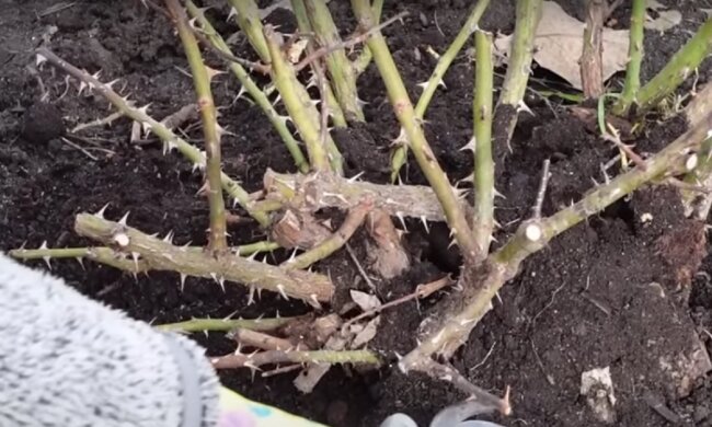 Як правильно відкрити троянди навесні, щоб вони не засохли: не повторюйте цих помилок