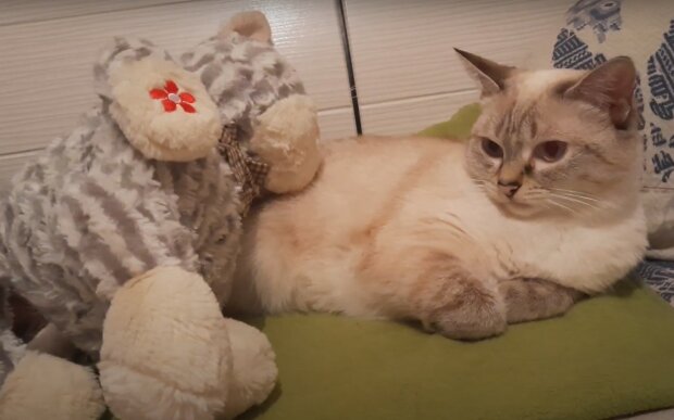 Кот и игрушка. Фото: скриншот YouTube-видео