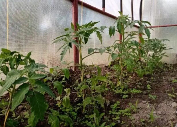Огород, теплица, изображение из свободных источников