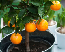 Вы удивитесь результату: как вырастить домашние мандарины, посадив их косточки