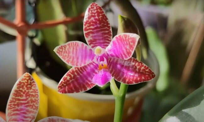 Орхідея: скрін з відео