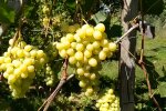 Домашний виноград. Фото: YouTube