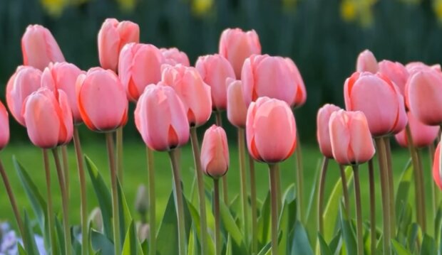 Тюльпани. Фото: YouTube