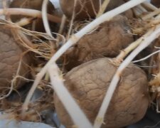 Проросла картопля: скрін із відео