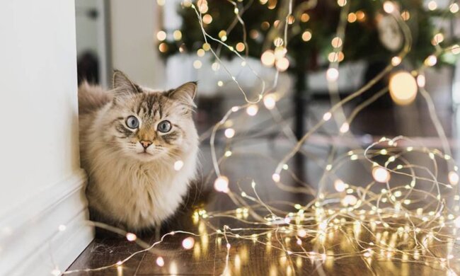 Гороскоп, зображення: Pinterest