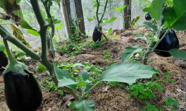 Баклажани, город, кадр з відео