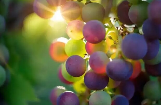 Что нужно сделать с виноградом, чтобы он больше не высыхал: теперь вам точно хватит и на вино, и на компоты