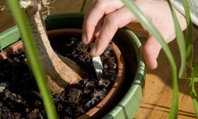 Заварювання чаю як добриво, фото: youtube.com