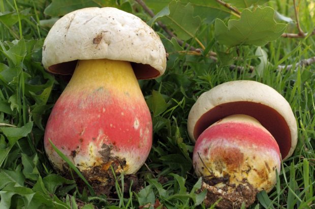 Как не отравиться грибами. Простой тест: сможете отличить белый гриб от сатанинского?